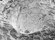 image of Tylerianthus crossmanensis