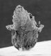 image of Tylerianthus crossmanensis