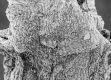image of Tylerianthus crossmanensis