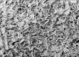 image of Tylerianthus crossmanensis