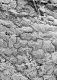 image of Tylerianthus crossmanensis