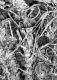 image of Tylerianthus crossmanensis