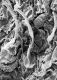 image of Tylerianthus crossmanensis