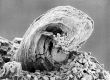 image of Tylerianthus crossmanensis