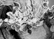 image of Tylerianthus crossmanensis