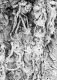 image of Tylerianthus crossmanensis