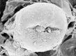 image of Tylerianthus crossmanensis