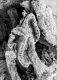 image of Tylerianthus crossmanensis