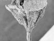 image of Tylerianthus crossmanensis