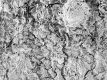 image of Tylerianthus crossmanensis