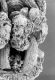 image of Tylerianthus crossmanensis