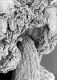 image of Tylerianthus crossmanensis