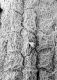 image of Tylerianthus crossmanensis