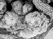 image of Tylerianthus crossmanensis