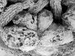 image of Tylerianthus crossmanensis
