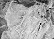 image of Tylerianthus crossmanensis