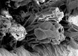 image of Tylerianthus crossmanensis