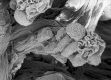image of Tylerianthus crossmanensis