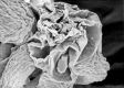 image of Tylerianthus crossmanensis