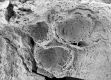image of Tylerianthus crossmanensis