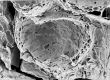 image of Tylerianthus crossmanensis