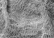 image of Tylerianthus crossmanensis