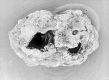 image of Tylerianthus crossmanensis