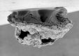 image of Tylerianthus crossmanensis