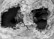 image of Tylerianthus crossmanensis