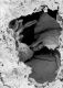 image of Tylerianthus crossmanensis