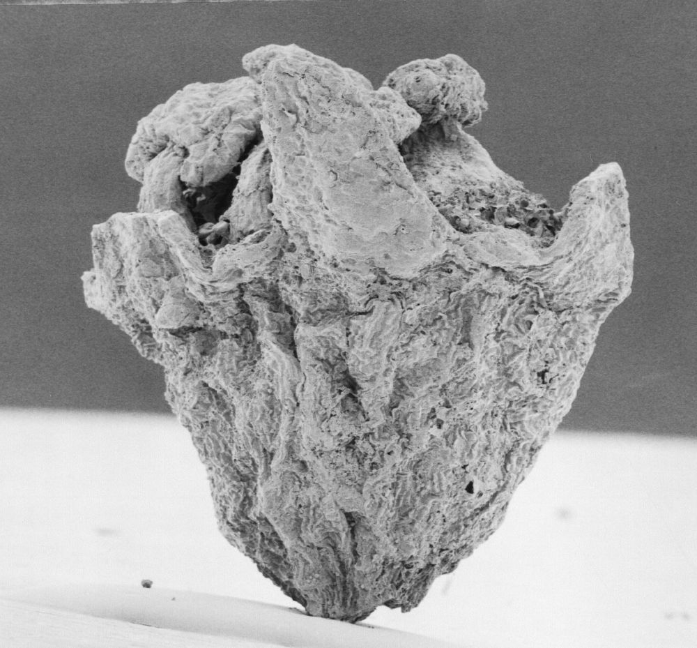 Hydrangeaceae Tylerianthus crossmanensis