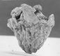 image of Tylerianthus crossmanensis
