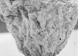 image of Tylerianthus crossmanensis