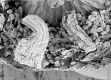 image of Tylerianthus crossmanensis