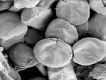 image of Tylerianthus crossmanensis