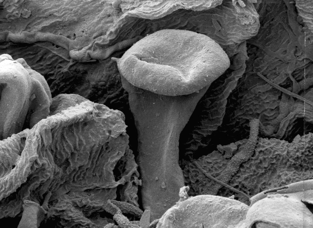 Hydrangeaceae Tylerianthus crossmanensis