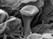image of Tylerianthus crossmanensis