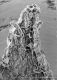 image of Tylerianthus crossmanensis