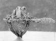 image of Tylerianthus crossmanensis