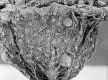 image of Tylerianthus crossmanensis