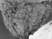 image of Tylerianthus crossmanensis
