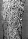image of Astilbe astilboides