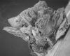 image of Perseanthus crossmanensis