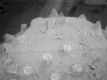 image of Perseanthus crossmanensis