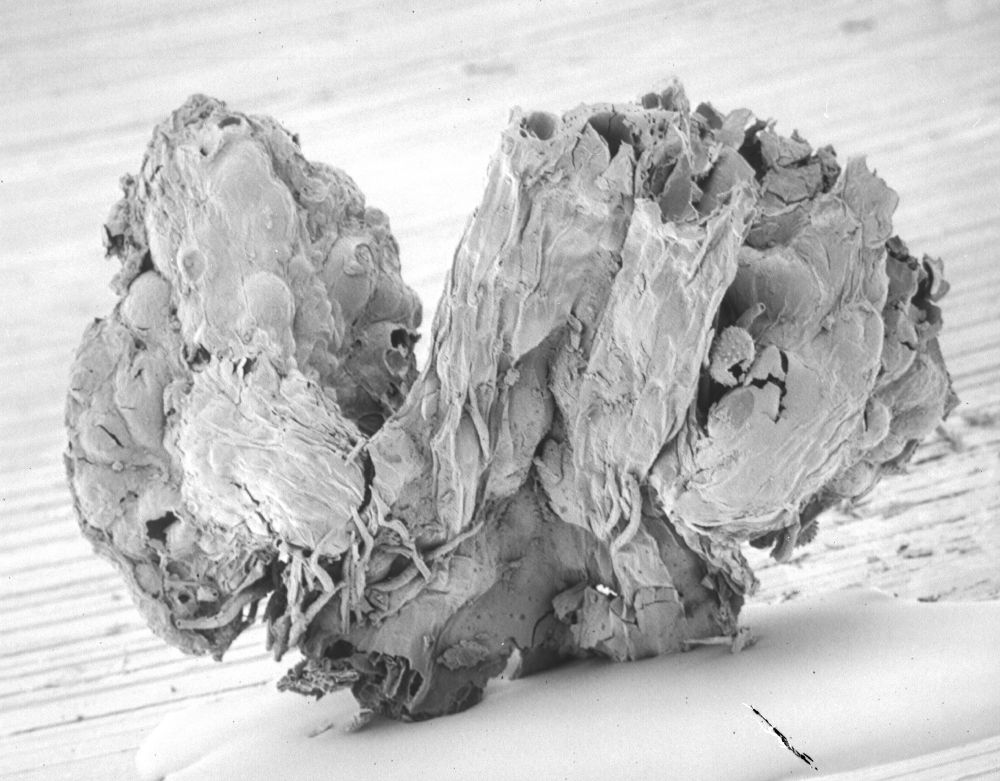 Lauraceae Perseanthus crossmanensis