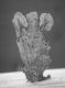 image of Perseanthus crossmanensis