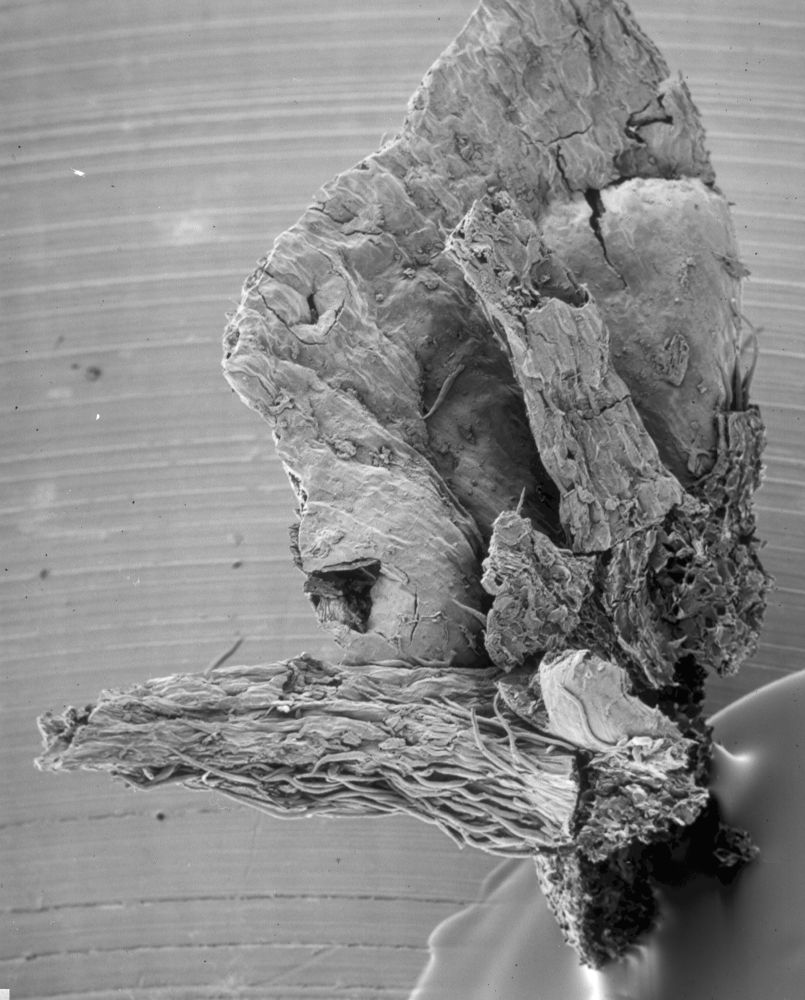 Lauraceae Perseanthus crossmanensis