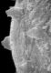 image of Perseanthus crossmanensis