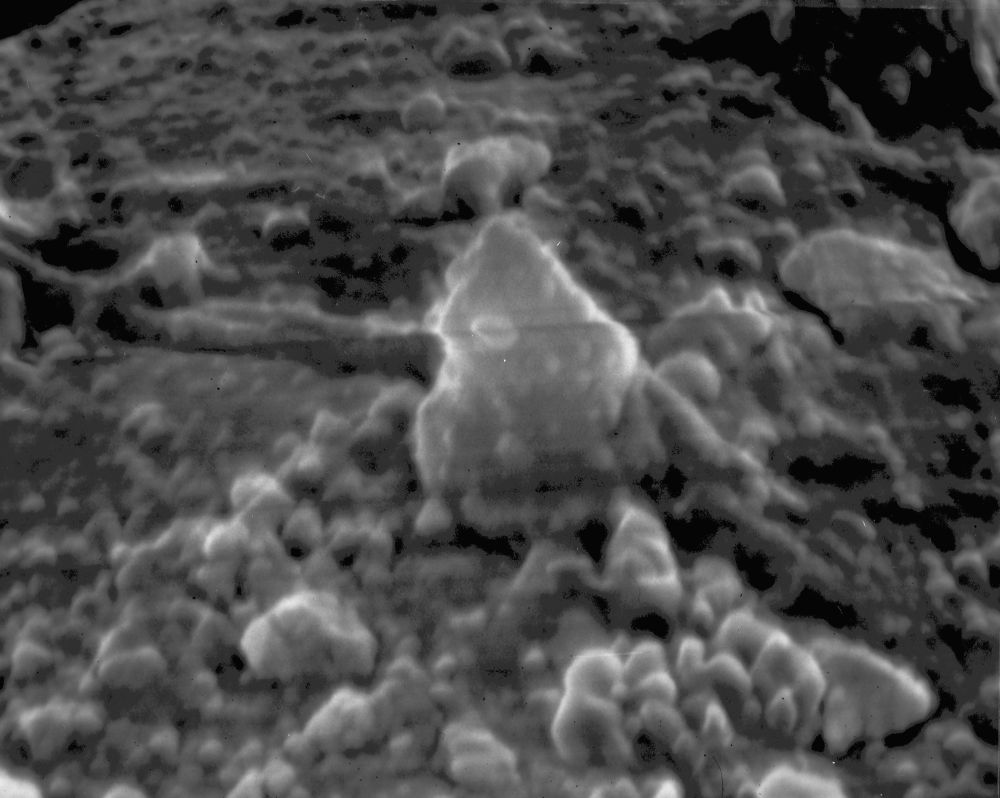 Lauraceae Perseanthus crossmanensis