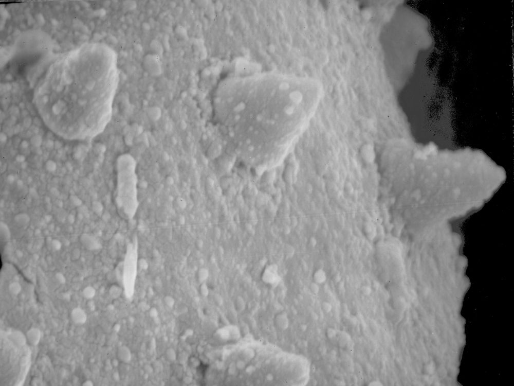 Lauraceae Perseanthus crossmanensis